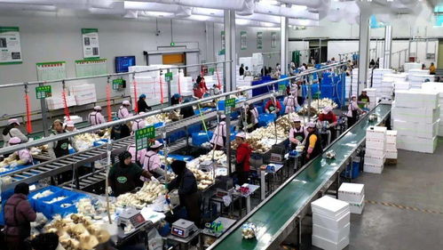 臨洮 堅持問題導向精準施策追趕發展